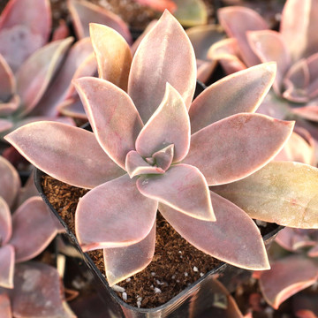 Graptoveria 'Fred Ives' - January