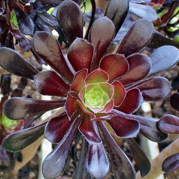 Aeonium arboreum 'Black Rose'