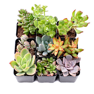 Soft Succulent Sampler Set of 9 Types - 2in Pots w/ ID - Spring