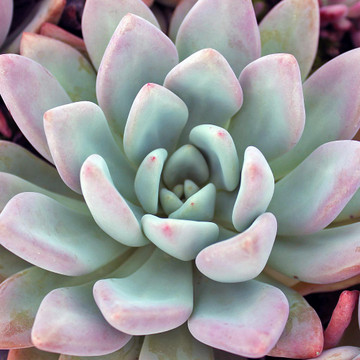 Graptoveria 'Opalina' - Mature