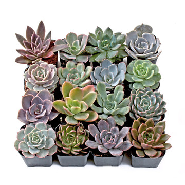 Echeveria Set (4-16 Types) - 2in Pots w/ ID