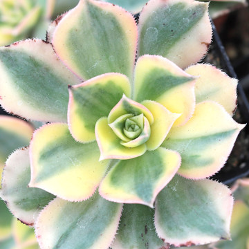 Aeonium 'Sunburst' - What You Receive