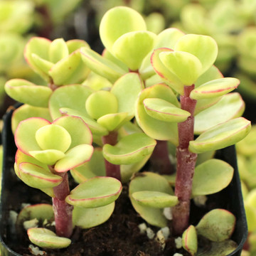 Portulacaria afra f. variegata - Rainbow Bush - February