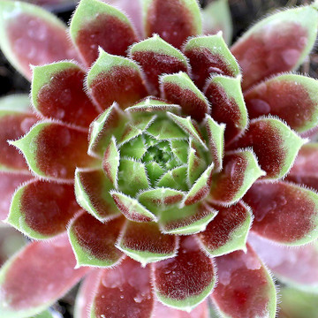 Sempervivum 'Black Velvet' (Young) - April