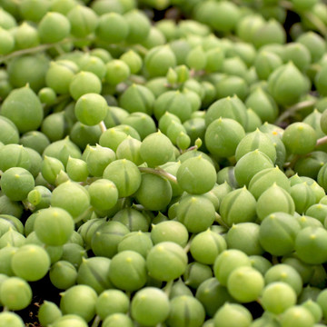 Senecio rowleyanus (now Curio rowleyanus) - String of Pearls