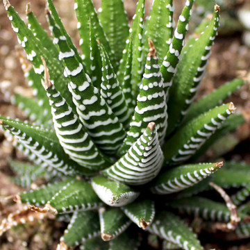 Haworthiopsis fasciata - Zebra Plant (Mature)