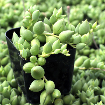 Senecio herreanus (now Curio herreanus) - String of Tears