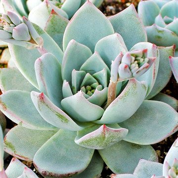 Echeveria | Echeveria Types | Echeveria Succulents