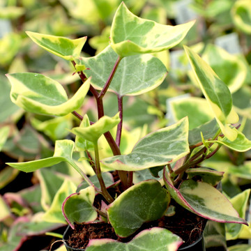 Senecio macroglossus f. variegatus - Variegated Wax Ivy (February)
