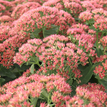 Sedum 'Autumn Fire' - Blooms