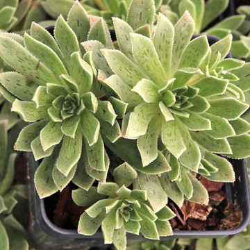Aeonium 'Silver Edge'