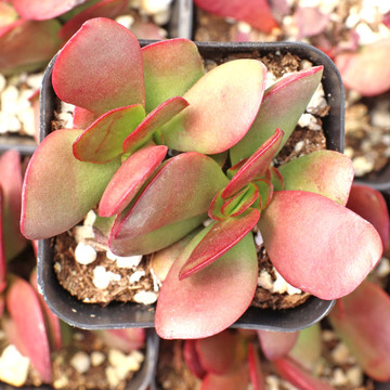 Crassula pubescens ssp. radicans - Large Red Carpet Stonecrop - April