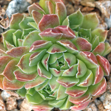 Sempervivum heuffelii for Sale Online | Mountain Crest Gardens®