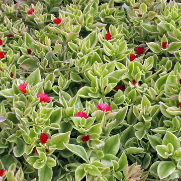Mesembryanthemum cordifolium f. variegatum 'Crystal' - Heartleaf Ice Plant