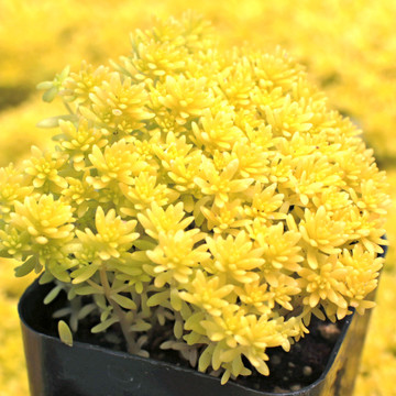 Sedum japonicum 'Tokyo Sun' - Full sun