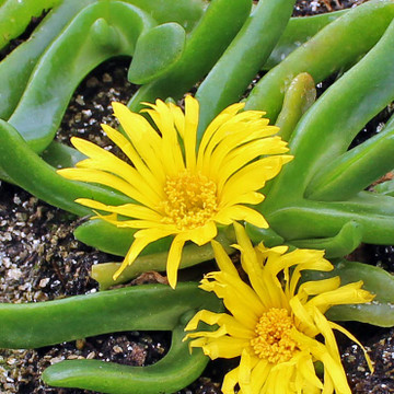 Glottiphyllum depressum