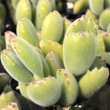 Cotyledon tomentosa ssp. tomentosa - Bear's Paw