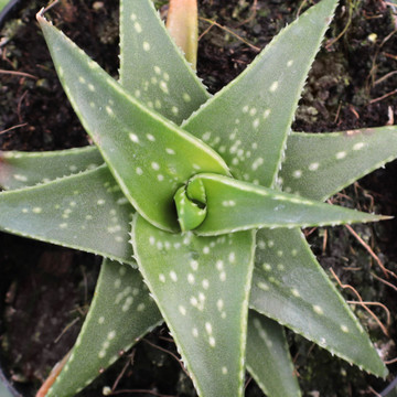 Aloe 'Firebird'