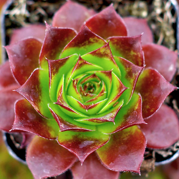 Sempervivum heuffelii 'Bros' - Winter