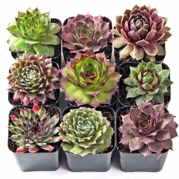 Sempervivum Set of 9 Types - 2in Pots w/ ID