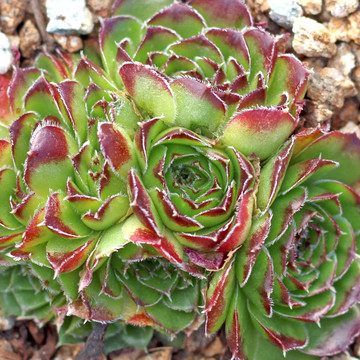 Sempervivum heuffelii for Sale Online | Mountain Crest Gardens®