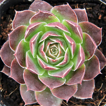 Sempervivum heuffelii 'Brocade'