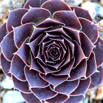 Sempervivum heuffelii 'Milady' (Outdoors) - February