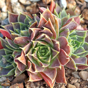 Sempervivum heuffelii for Sale Online | Mountain Crest Gardens®