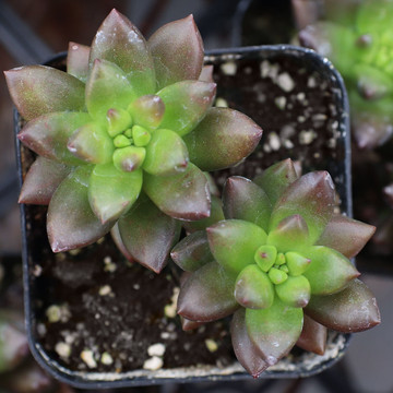 Sedeveria 'Jet Beads' - April