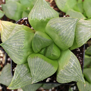 Haworthia retusa f. multilineata - Winter