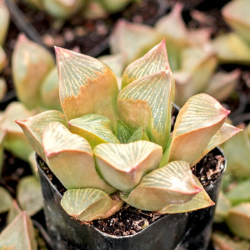 Haworthia retusa f. multilineata - October