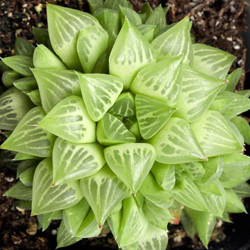 Haworthia retusa f. geraldii