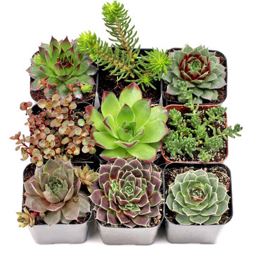 MCG Hardy Outdoors™ Succulent Set of 9 Types - 2in Pots w/ ID