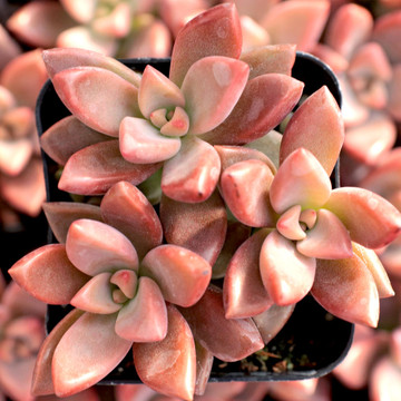 Graptosedum 'Alpenglow' - August