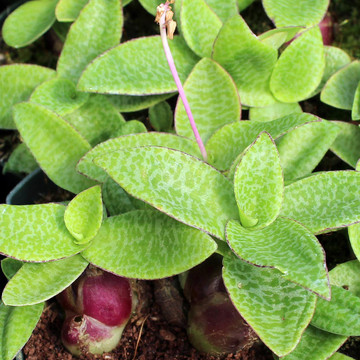 Ledebouria pauciflora - Green Squill