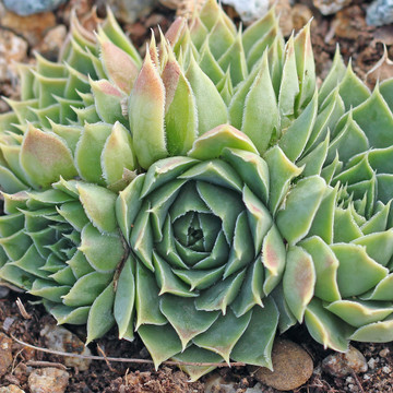 Sempervivum heuffelii 'Jade' (Outdoors) - November
