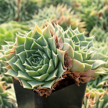 Sempervivum heuffelii 'Jade' cluster