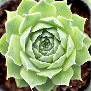 Sempervivum heuffelii 'Jade' - Spring