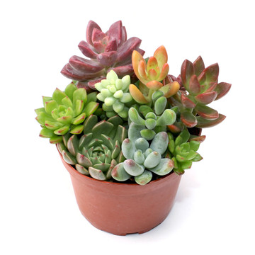 MCG Sundry Gardens™ Soft Succulents 3.5in