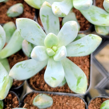 Graptosedum 'Blue Giant'