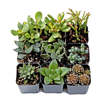 MCG Easy Indoors™ Succulent Set of 9 Types - 2in Pots w/ ID