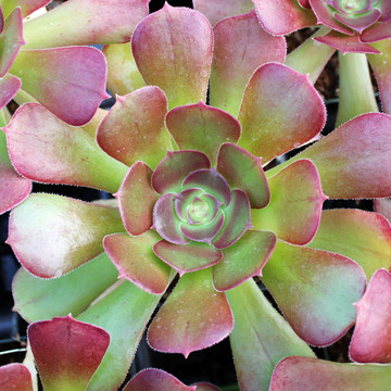 Aeonium 'Blushing Beauty' - Winter / Spring Color