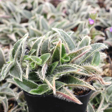 Cyanotis somaliensis - April