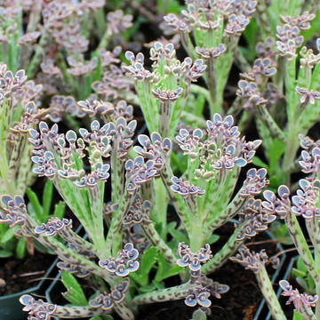 Kalanchoe delagoensis