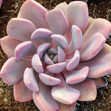 Graptoveria 'Debbie' (Mature)