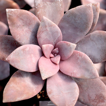 Graptopetalum superbum - Summer