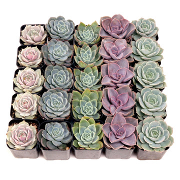 Echeveria Tray - 2in Containers - 5 Varieties