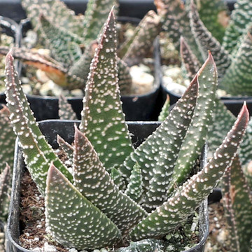 Gasteraloe 'Royal Highness'