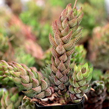 Haworthia coarctata var. tenuis - July