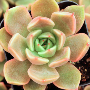 Echeveria 'Mira' - July